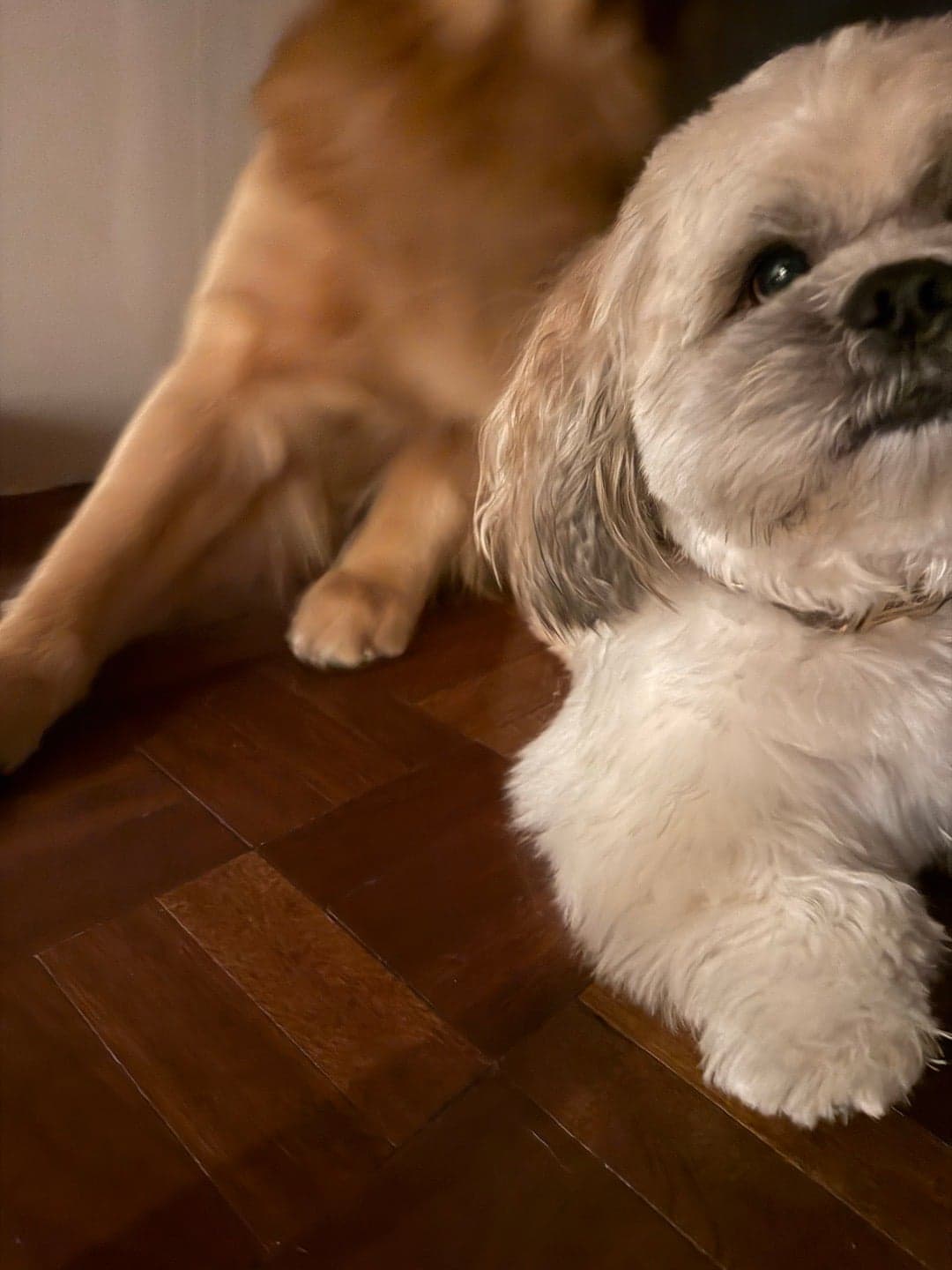 Photo of Bailey