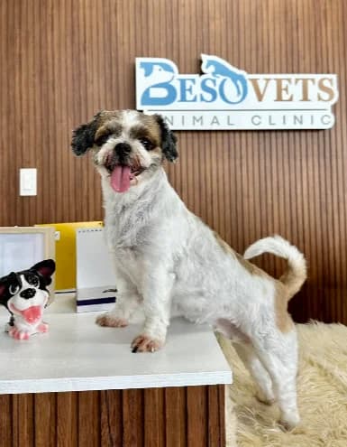 BESOVETS Animal Clinic and Grooming Services