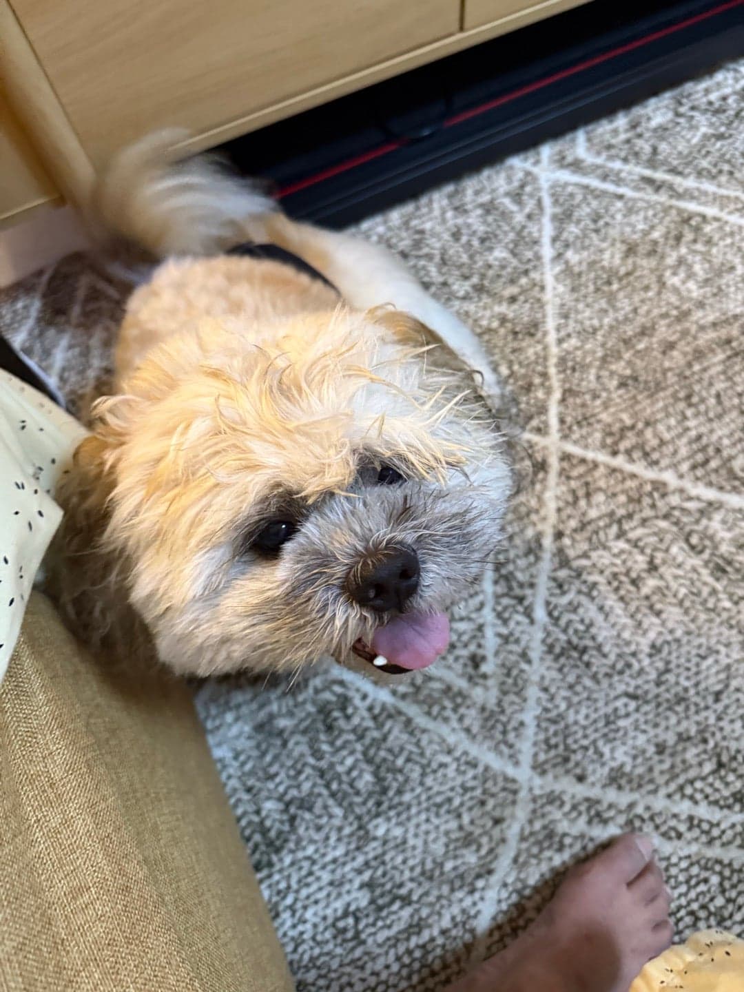 Photo of Bailey