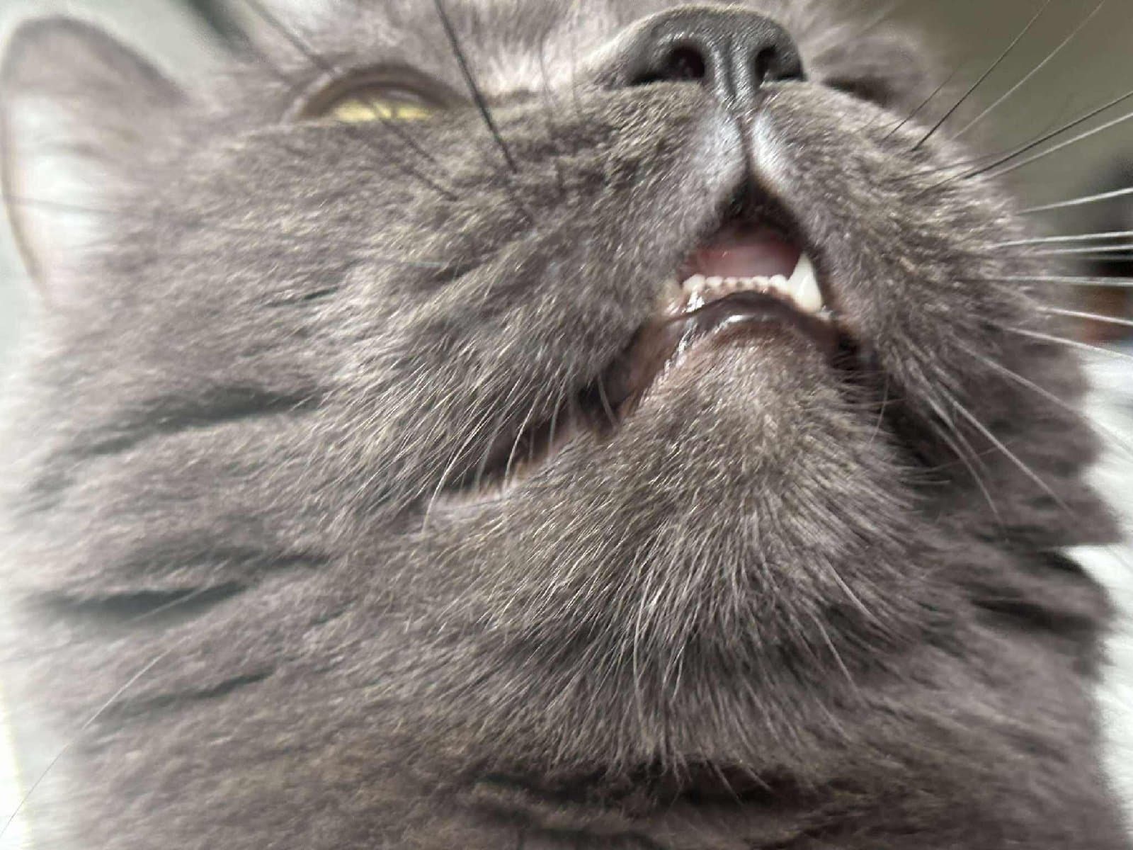 Clean teef, i mean "meooow"