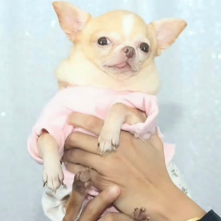 Chibi, female chihuahua