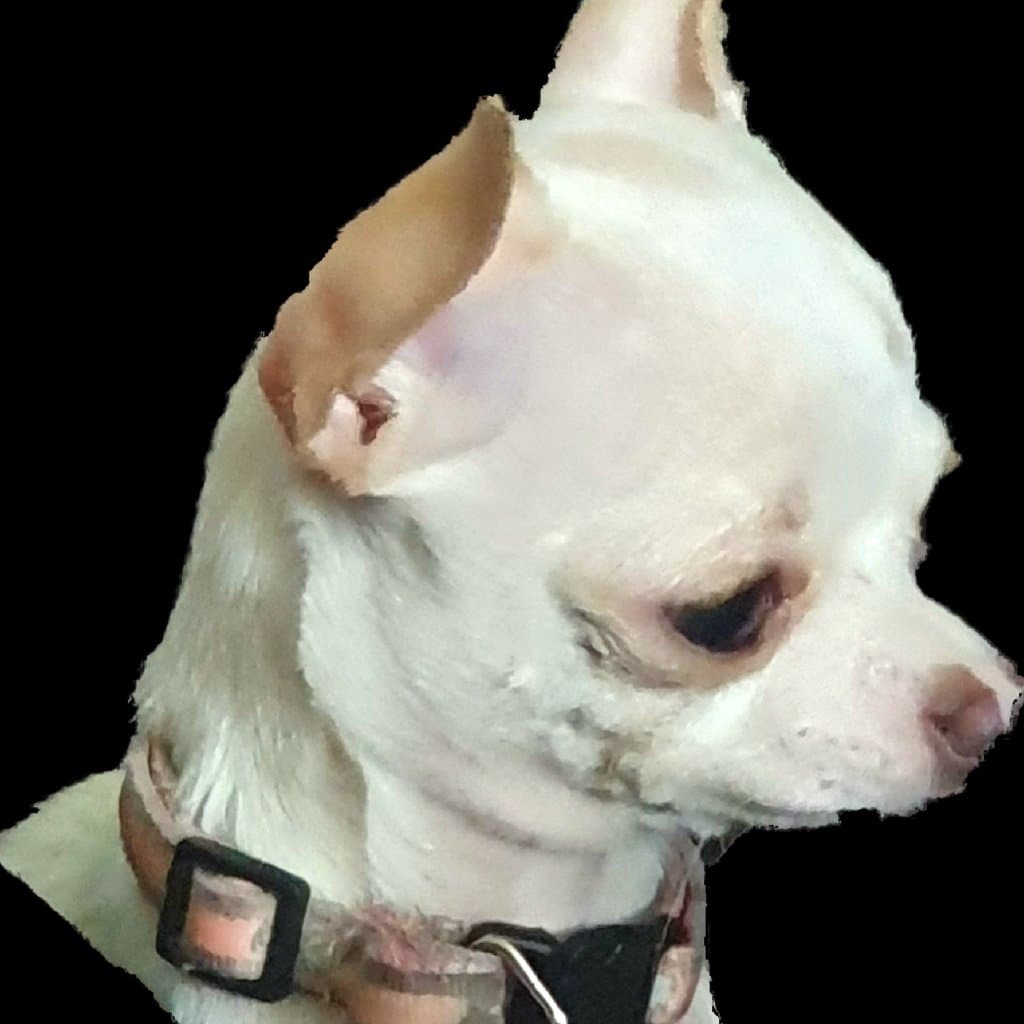 Toshi, female chihuahua
