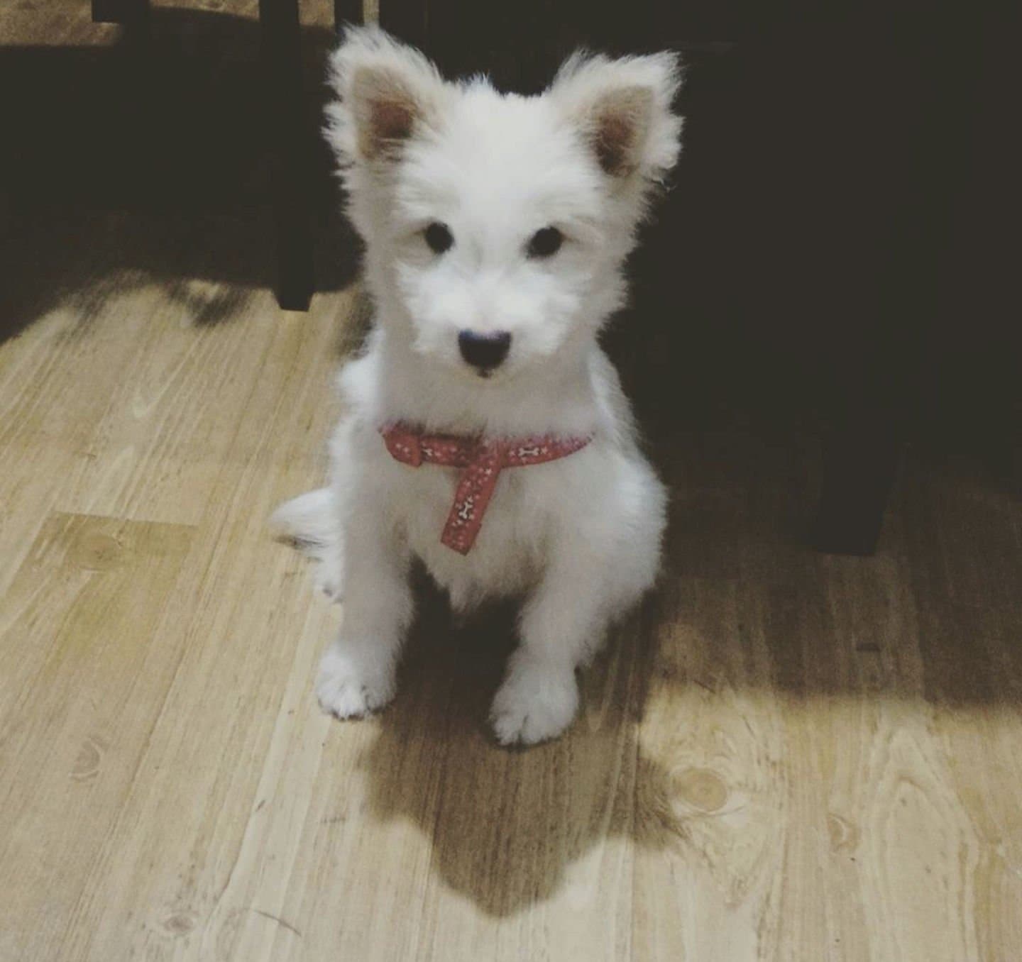 Photo of Shiro